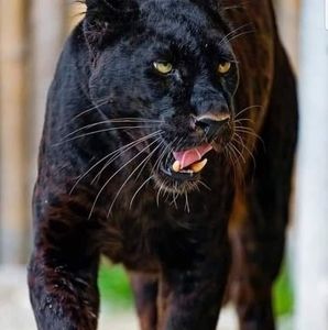 Meet your Posher, Jesse